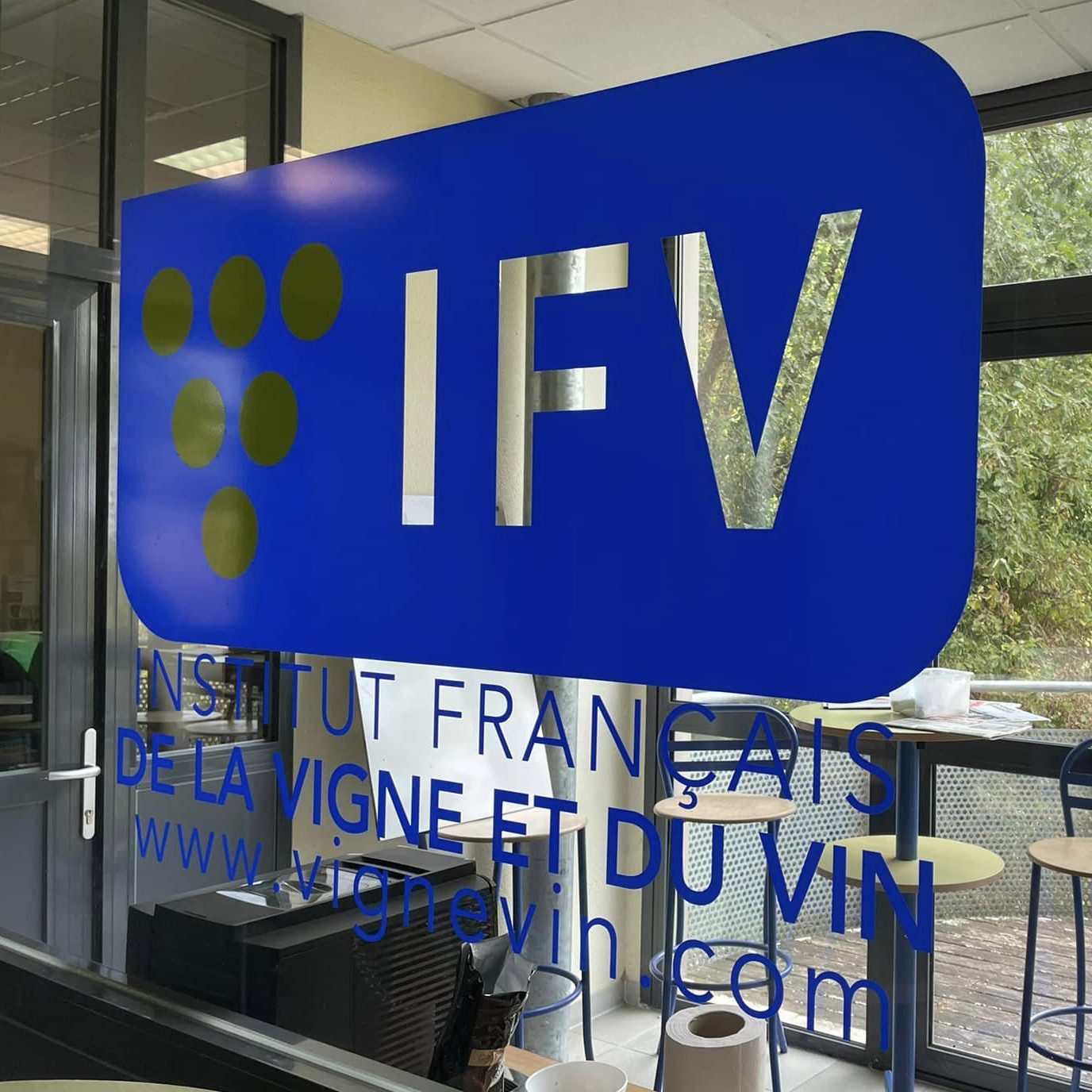 vitrophanie IFV